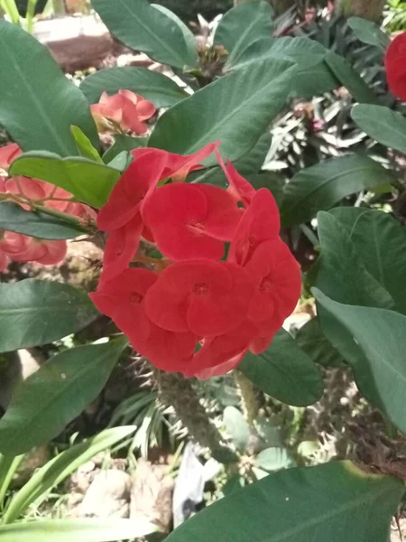 Piros Eufória Virágok Zöld Levelekkel — Stock Fotó