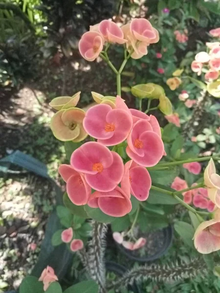 Orange Khaki Color Euphorbia Flowers Close — Stock Photo, Image