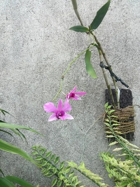 Roxo Rosa Orquídea Flor Planta Fundo Parede Concreto — Fotografia de Stock