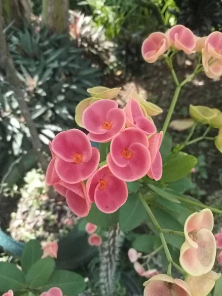 Rosa Laranja Flores Euforbia Fechar — Fotografia de Stock