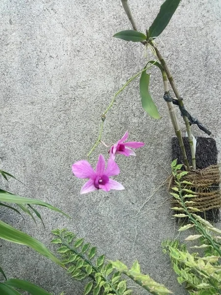 Фиолетовый Розовый Цветок Орхидеи Завод Бетонном Фоне Стены — стоковое фото