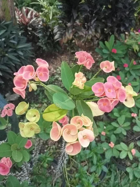 Rózsaszín Narancs Eufória Virágok Záródnak — Stock Fotó