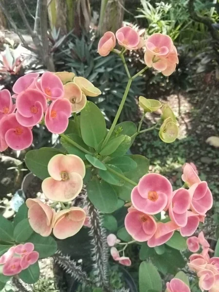 Rosa Laranja Flores Euforbia Fechar — Fotografia de Stock