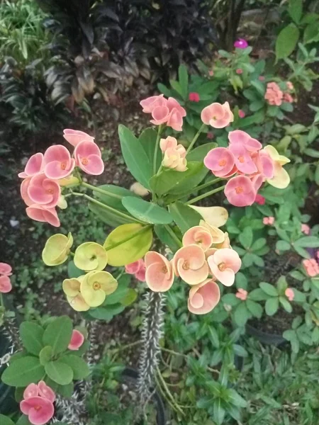 Pink Orange Euphorbia Flowers Close — Stock Photo, Image