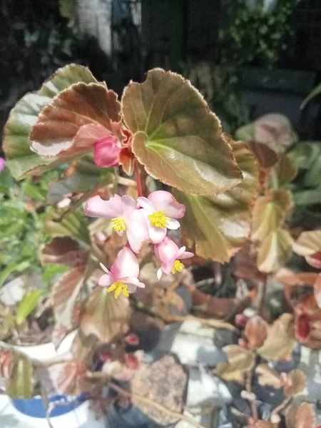 Kwiaty Liście Begonii Begonia Ozdobna Roślina Doniczkowa — Zdjęcie stockowe