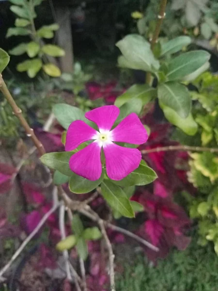 Fleur Pourpre Rouge Dans Jardin — Photo