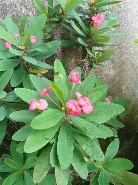Рожева Квітка Еуфорбія Рослина Тропічна Рослина Рожевою Квіткою — стокове фото