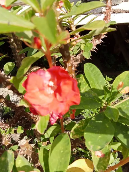 Czerwony Kwiat Bliska Zdjęcie — Zdjęcie stockowe