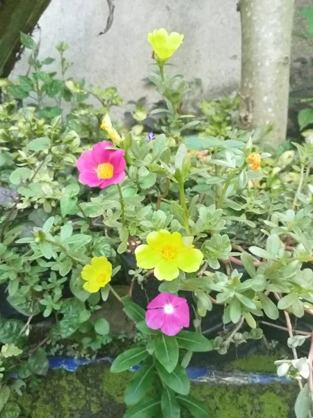 Yellow Magenta Portulaca Flowers Photo — Stock Photo, Image