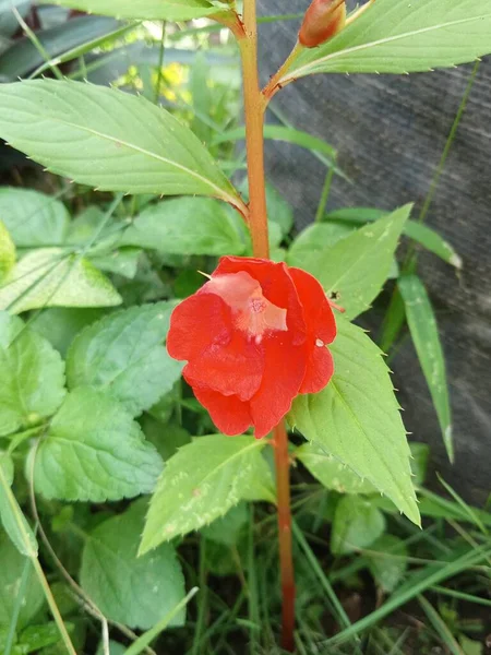 Fiore Rosso Foto Vicino — Foto Stock