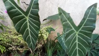 Doğal desenli tropikal bitki yaprağının açık hava görüntüsü..