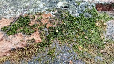 Yosun kaplı yıpranmış taş duvar dokusu.