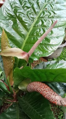 Arka planda yeşil yapraklar olan nilüfer çiçeği bitkisinin yakın fotoğrafını çek..