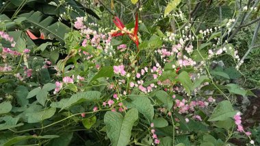 Yeşil yaprakların üzerinde çiçek açan güzel pembe çiçekleri kapat..