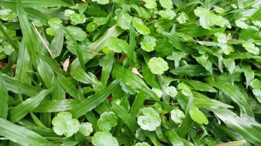 Süslü bahçe çimlerinin yakın fotoğrafı ve diğer yeşillikler arasında yetişiyor..