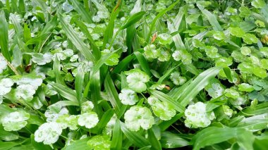 Süslü bahçe çimlerinin yakın fotoğrafı ve diğer yeşillikler arasında yetişiyor..