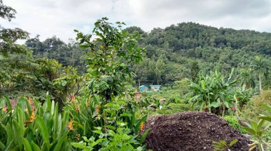 Ağaç, bitki ve bitki dolu yeşil bir tepenin fotoğrafı..