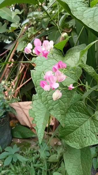 Κοντινό Πλάνο Των Όμορφων Μικροσκοπικών Ροζ Λουλουδιών Πέταλο Άνθος Πράσινο — Φωτογραφία Αρχείου