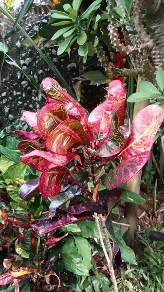 Quelques Feuilles Couleur Rougeâtre Plante Dans Jardin Photo Quelques Feuilles — Photo