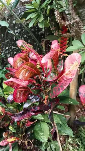 Quelques Feuilles Couleur Rougeâtre Plante Dans Jardin Photo Quelques Feuilles — Photo