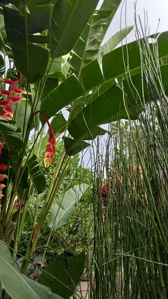 Heliconia Tropische Pflanze Foto — Stockfoto