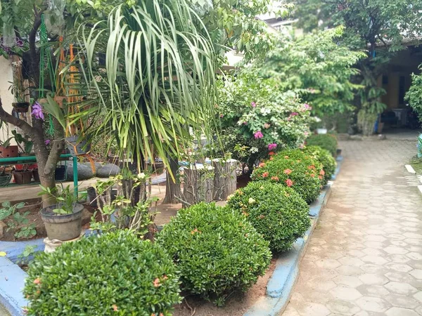 Ornamental Planta Jardim Paisagem — Fotografia de Stock