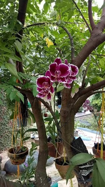 Photos Belles Pétales Fleurs Orchidée Pourpre Foncé Fleurissent Sur Les — Photo