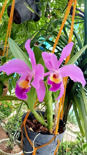 Orchid plant with purple petal orange bloom. Potted plant purple orchid flower.