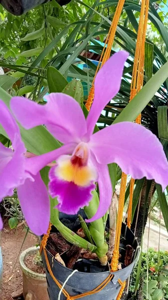 Pianta Del Orchid Con Fiore Arancio Porpora Del Petalo Pianta — Foto Stock