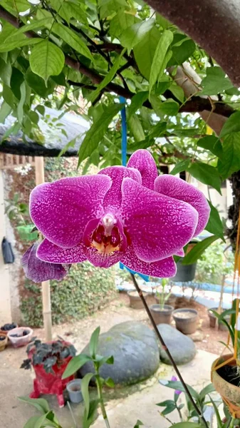 Orchidée Avec Pétale Violet Fleur Oranger Plante Pot Fleur Orchidée — Photo