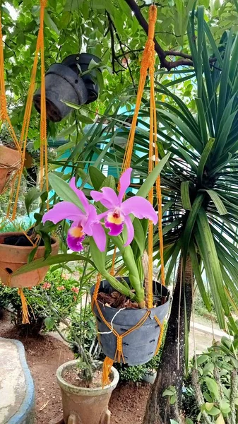 Planta Orquídea Con Pétalo Púrpura Flor Naranja Planta Maceta Flor —  Fotos de Stock