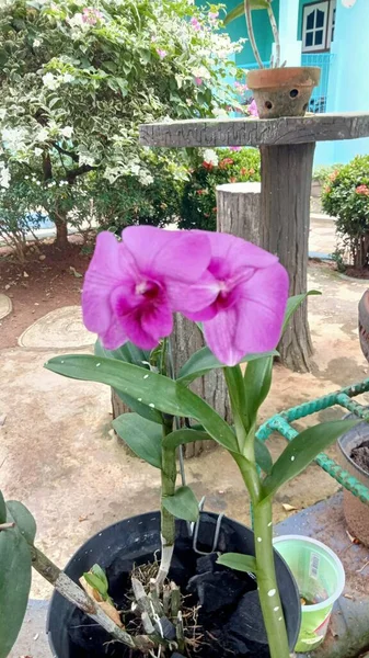 紫色の花弁状の橙色の花を咲かせます 鉢植えの紫蘭の花 — ストック写真