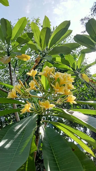 黄色花瓣花在枝条上绽放的照片 背景上有许多绿叶 — 图库照片