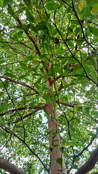 beautiful botanical shot, natural wallpaper. tree branches photo.