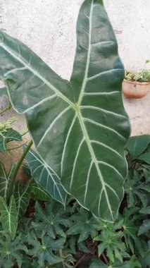 Doğal desenli tropikal bitki yaprağının açık hava görüntüsü..