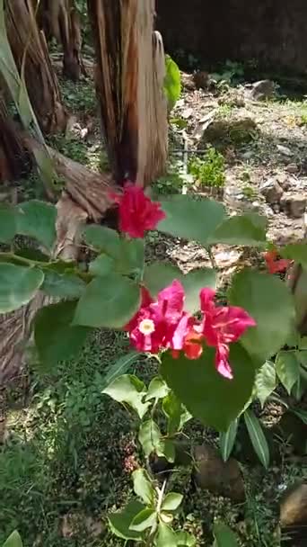 Vídeo Close Imagens Livre Vermelho Magenta Bougenvile Flor Tropical Pétala — Vídeo de Stock
