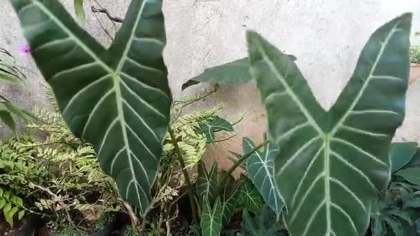 Vidéo Plein Air Feuilles Plantes Tropicales Exotiques Texture Naturelle — Video