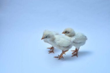 Mavi ışıklı arka planda şirin bir piliç.