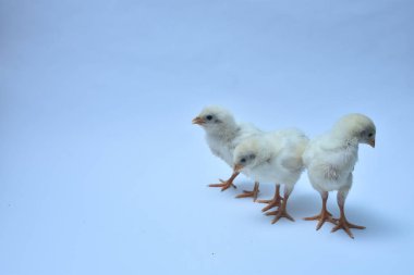 Mavi ışıklı arka planda şirin bir piliç.