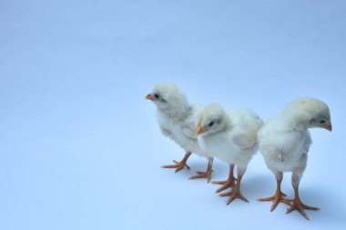 Mavi ışıklı arka planda şirin bir piliç.