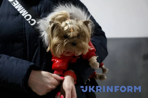 Kyiv Ukraine February 2022 Seorang Wanita Memegang Seekor Anjing Ruang — Foto Stok Gratis