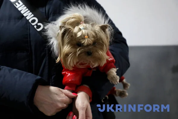 Kiew Ukraine Februar 2022 Eine Frau Hält Einen Hund Keller Stockbild