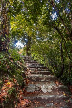 Aira Force, Cumbria, İngiltere 'de Stone Basamakları.