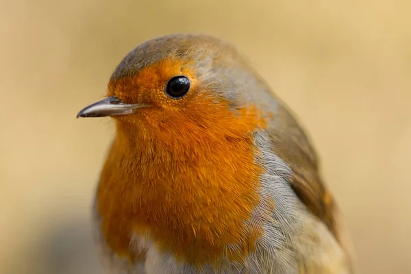 Closeup European Robin — Photo