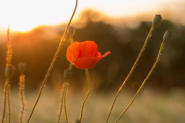 Haşhaş çiçeği, Papaver rhoeas gün ışığında bir tarlada