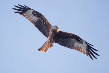 Kırmızı uçurtma UK.Majectic yırtıcı kuşuyla uçuyor..