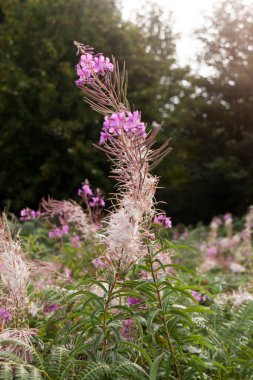 Rosebay willowhere b (chamerion angustifolium)