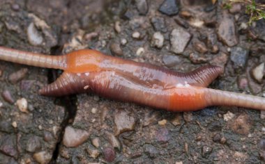 Gündüz vakti toprak solucanları çoğalır. Bu genellikle geceleri olur..