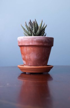 Zebra Haworthia mavi arka planda saksıda sulu bitki