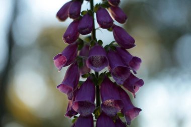 Digitalis purpurea ya da yüksükotu ya da sade bir foxglove. Ormanlık alanda günbatımında..